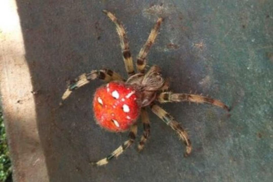 Белый паук с красными пятнами