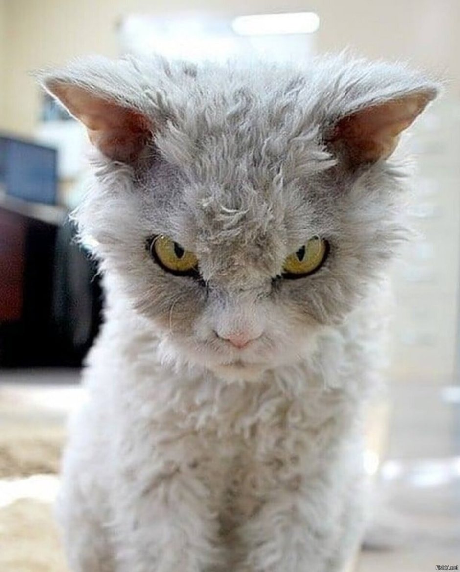 Злобный кот