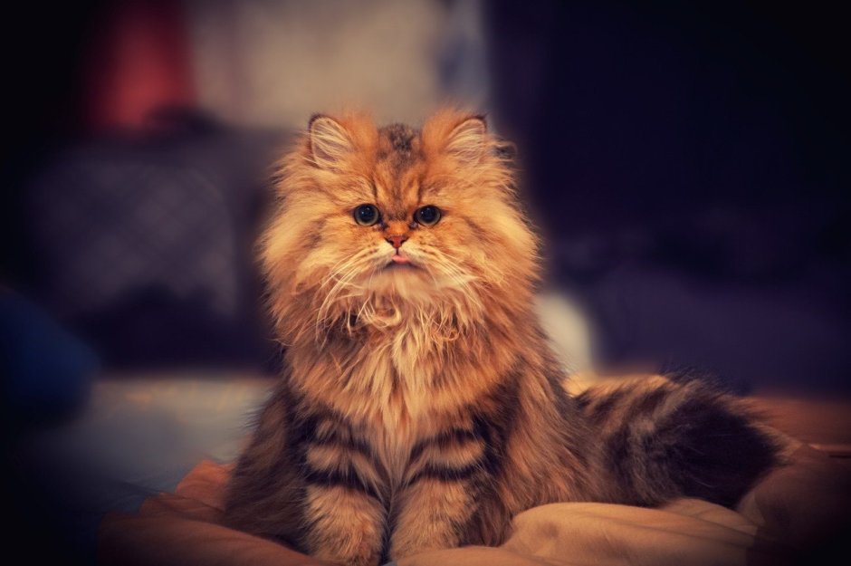 Бродячий кот