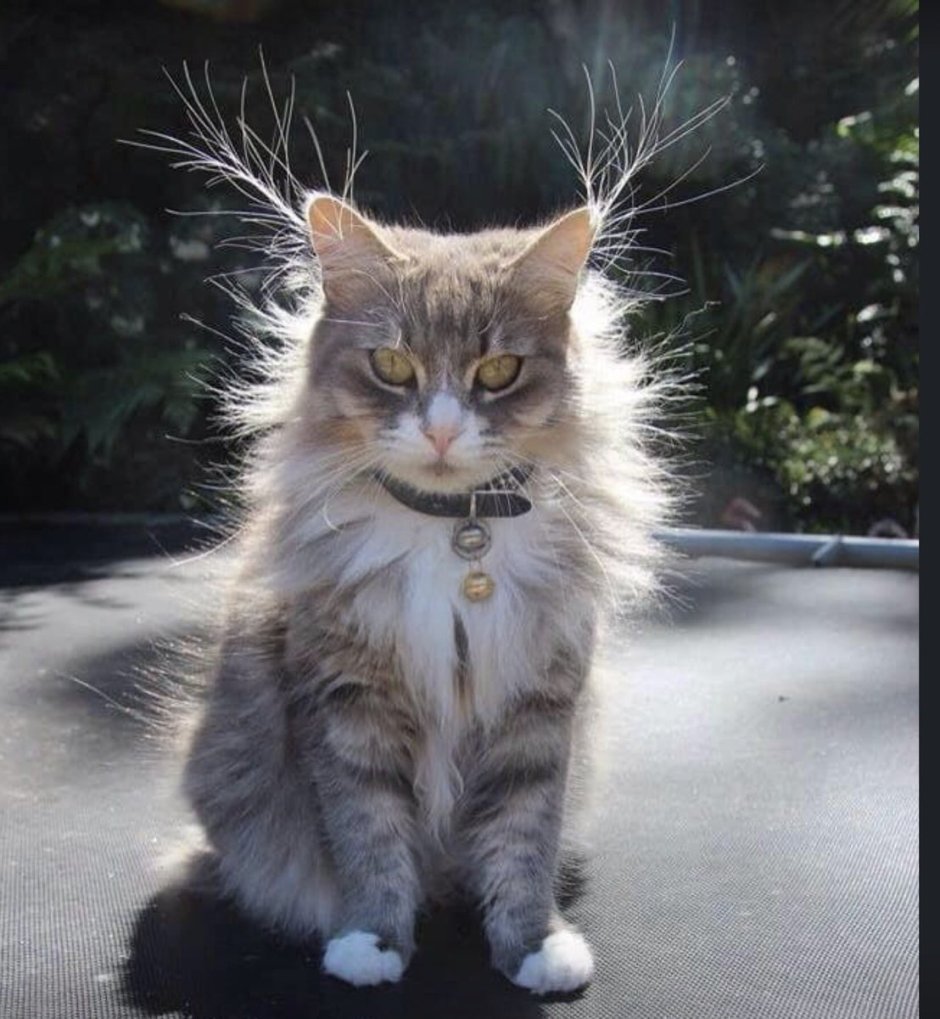 Взъерошенный кот