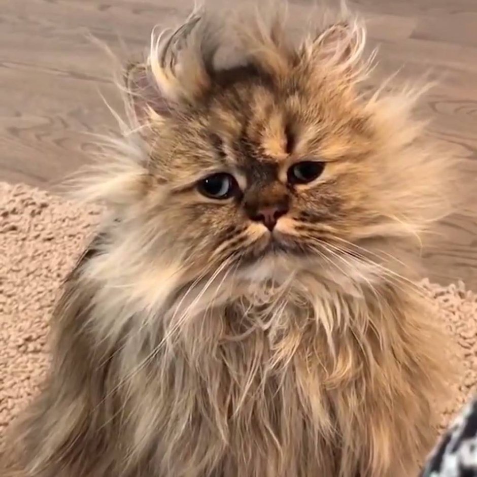 Лохматая кошка