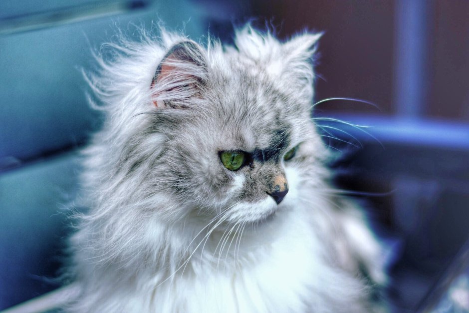 Персидская кошка