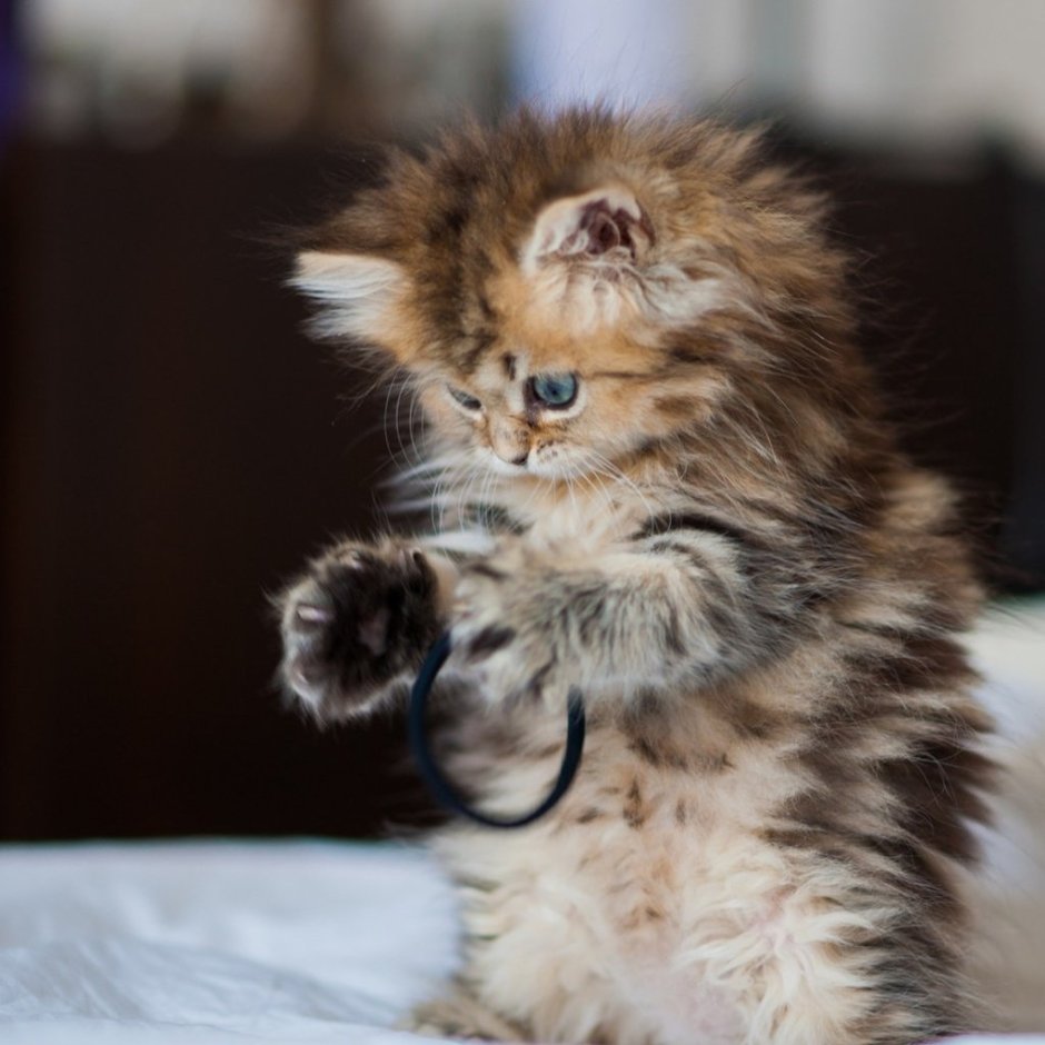 Котята милые и пушистые