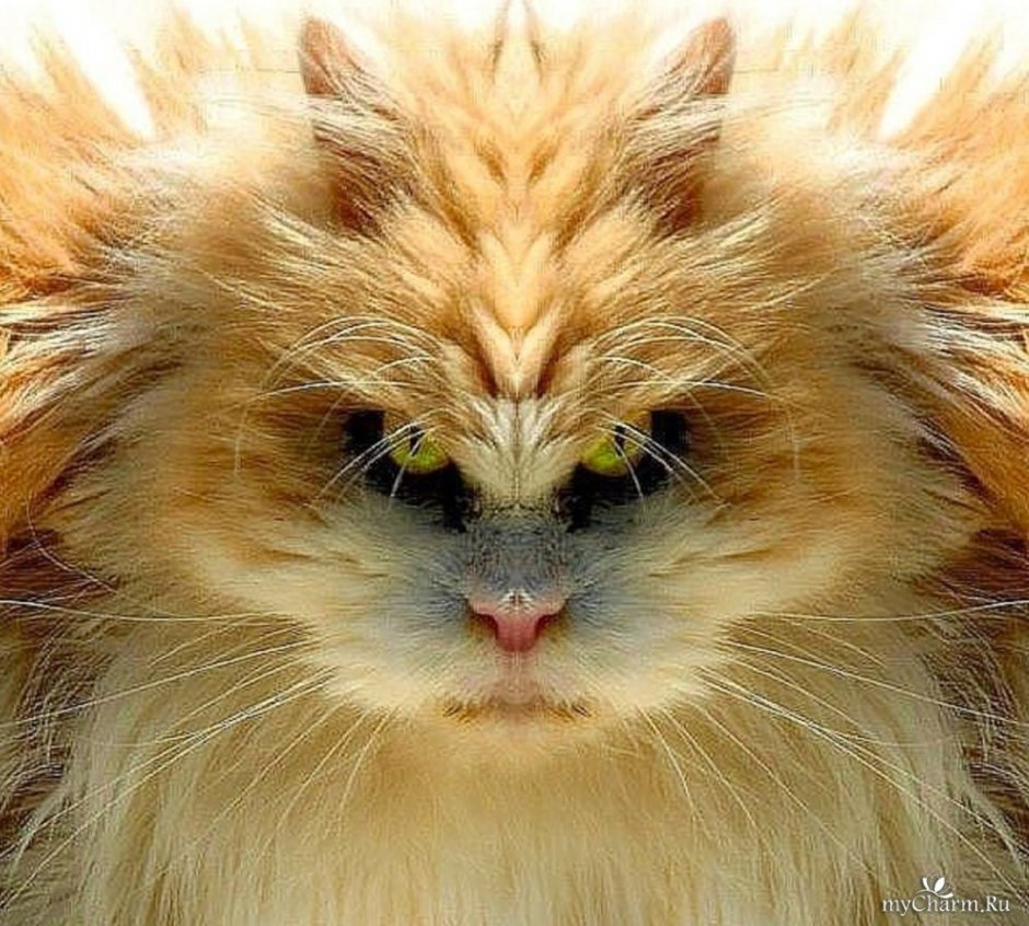 Рыжий лохматый кот