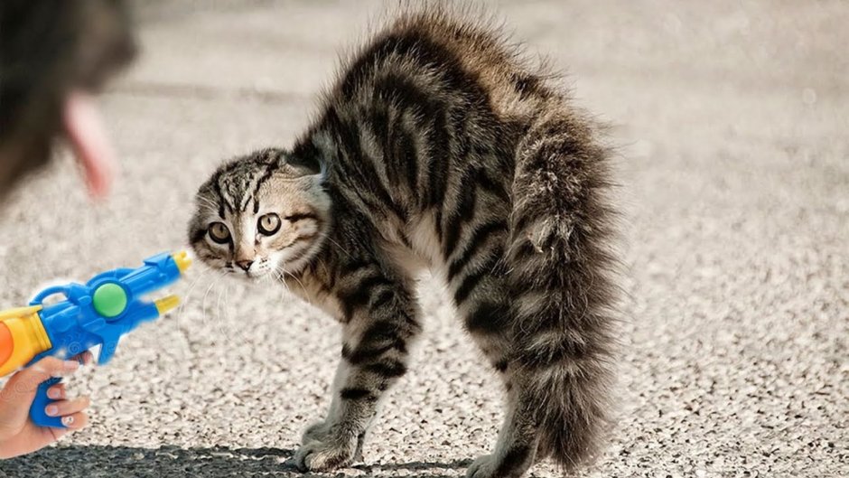 Кошка на дыбах