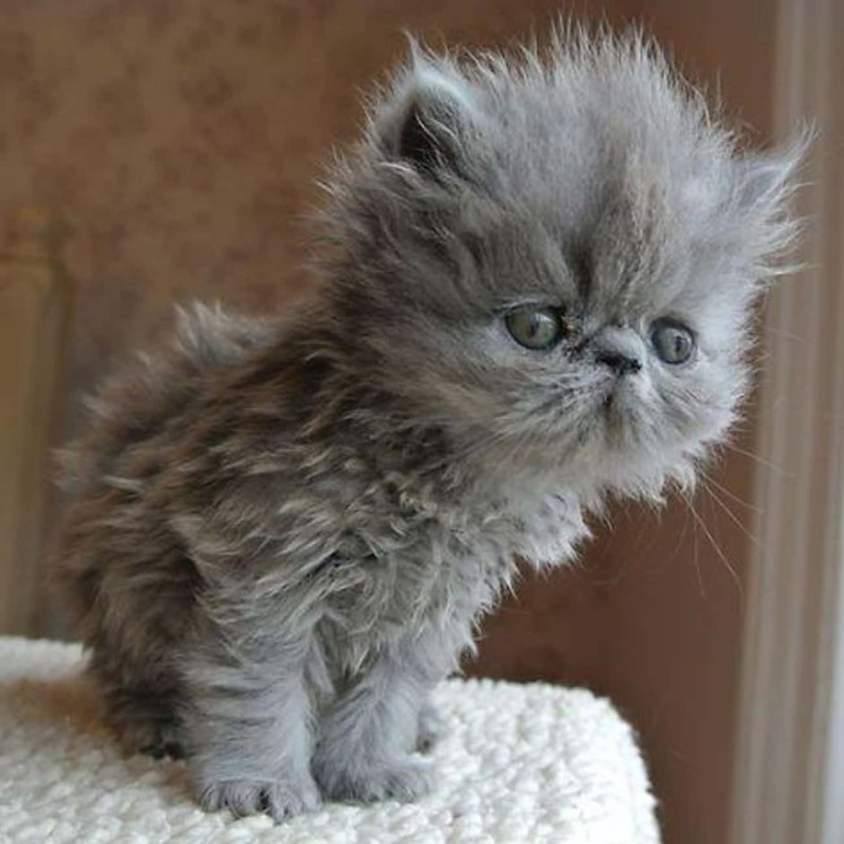 Лохматый котенок