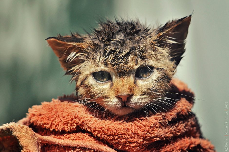 Мокрый котенок