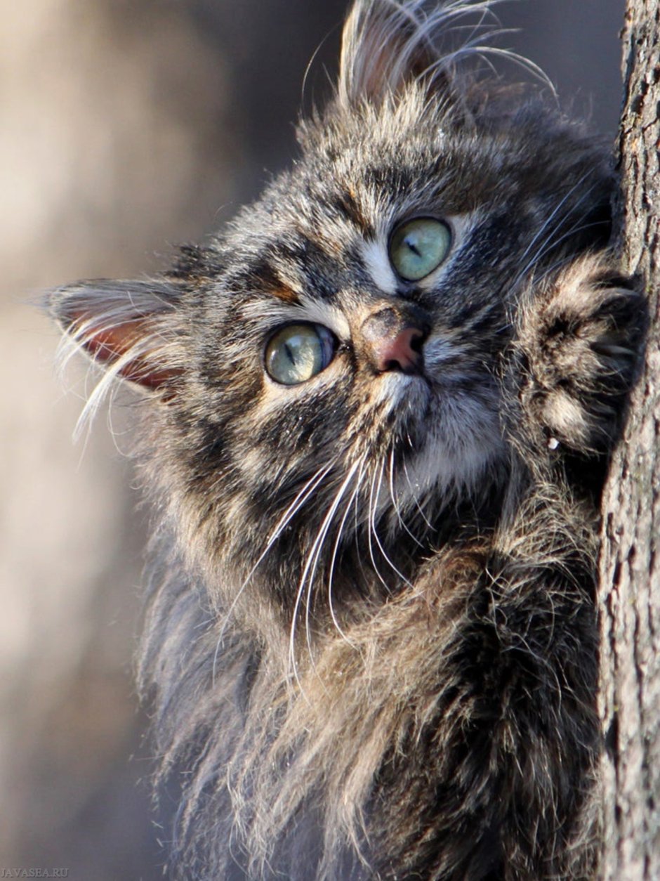 Взъерошенный котенок