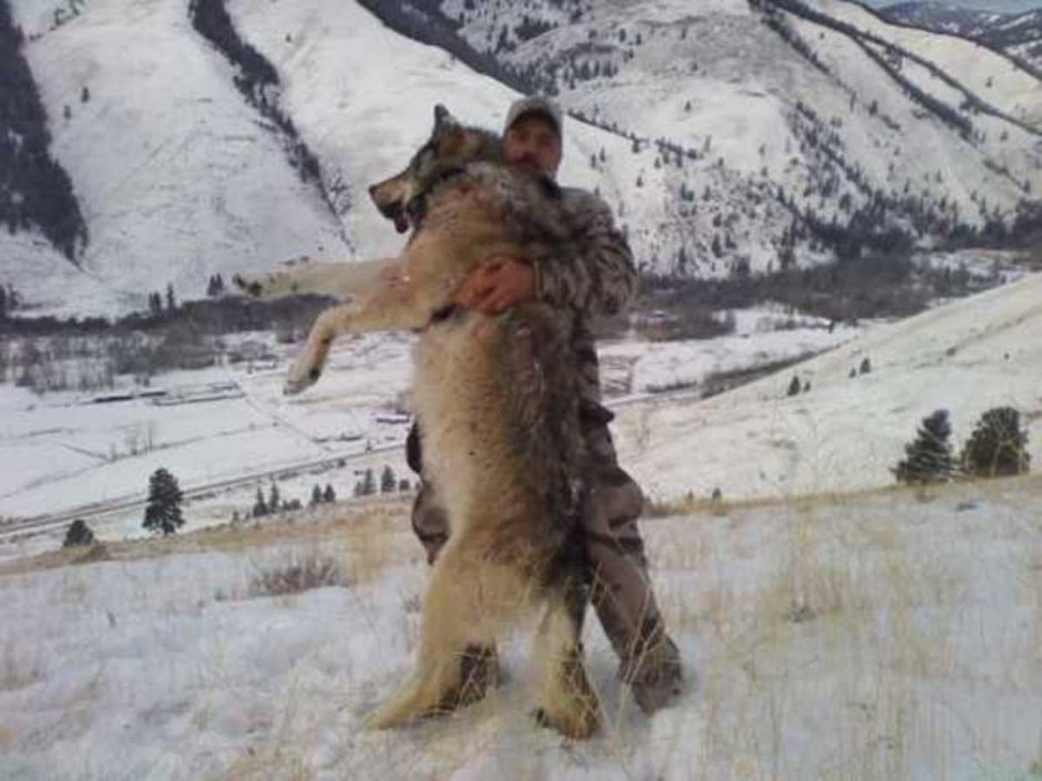 Якутский Полярный волк