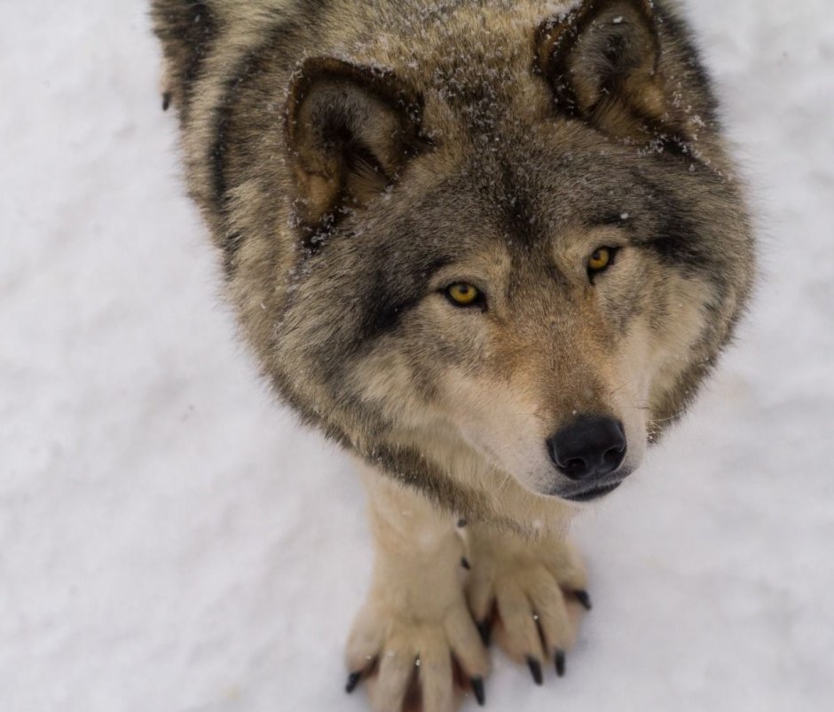 Hello Wolf