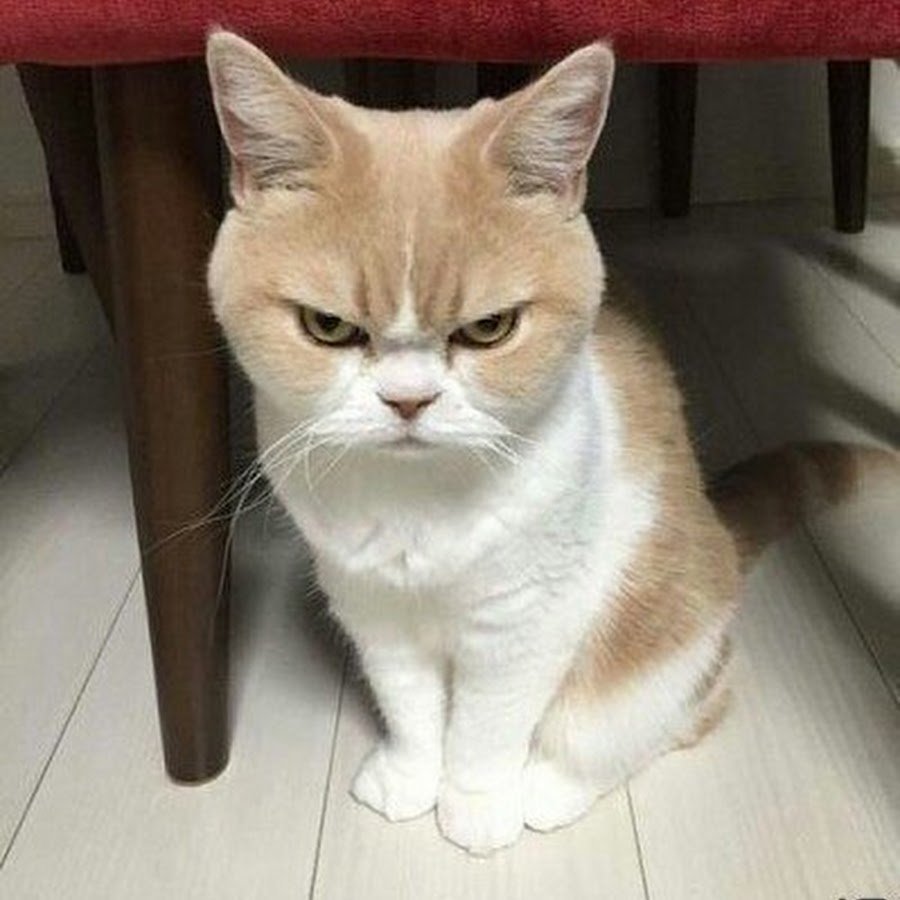 Злой кот