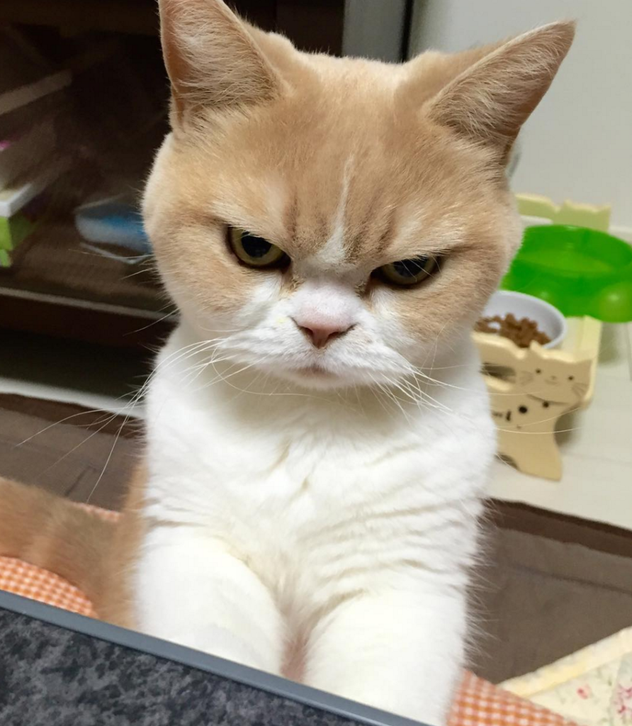 Кот сердится