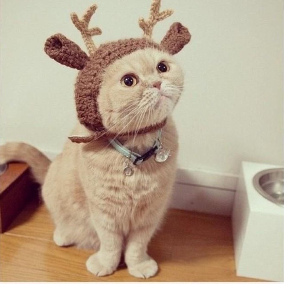 Грампи Грег