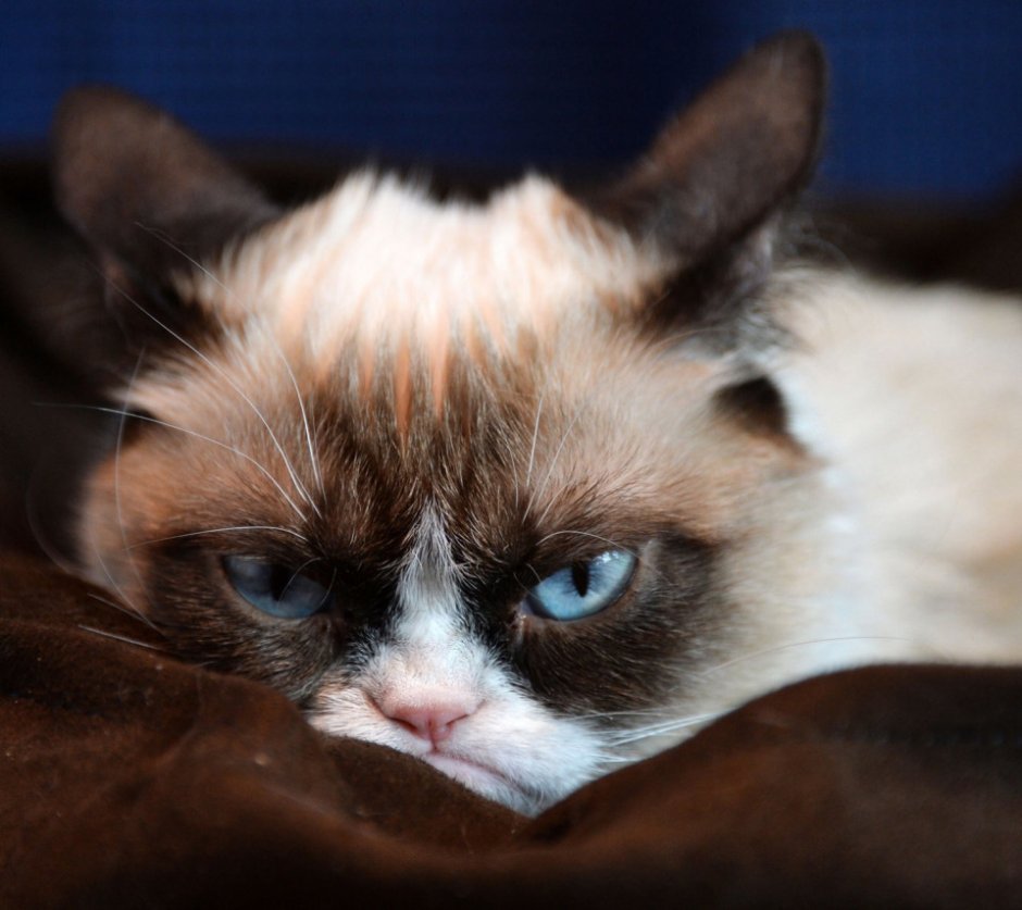 Грустный кот