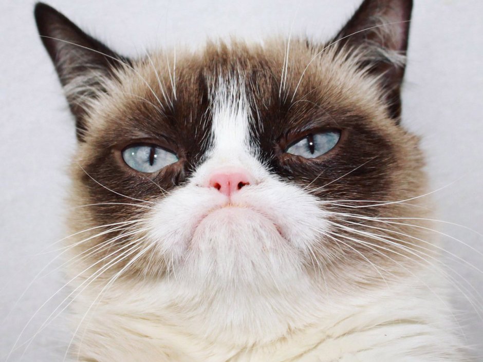 Кот породы Тард