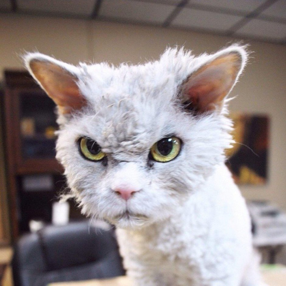 Недовольная кошка
