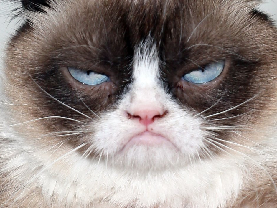 Злая Британская короткошерстная кошка