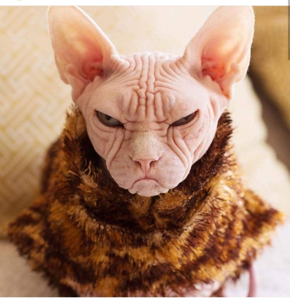 Страшный кот