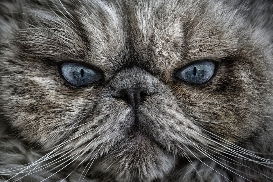 Серьезный кот