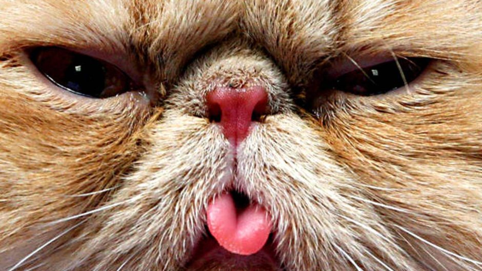 Недовольные животные