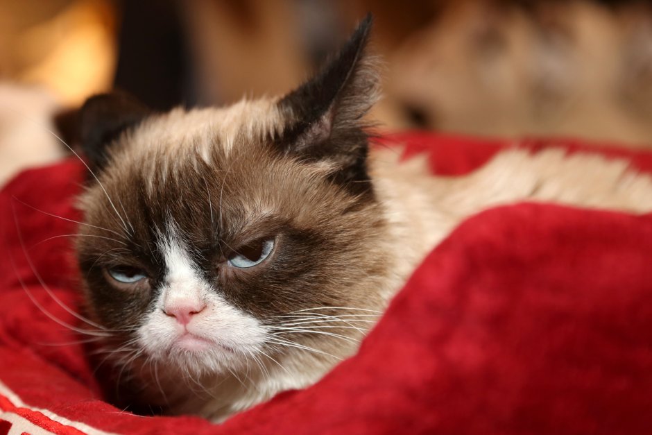 Кот Grumpy Cat