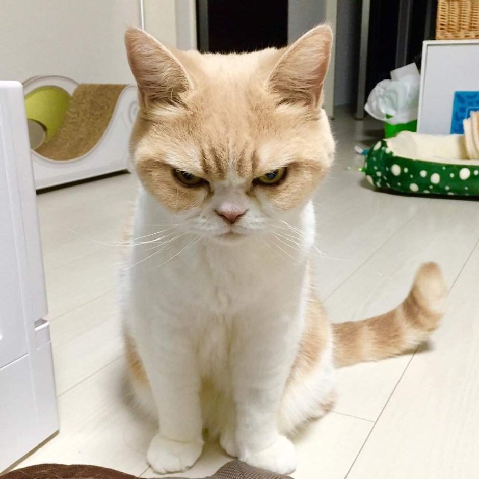 Недовольный котенок