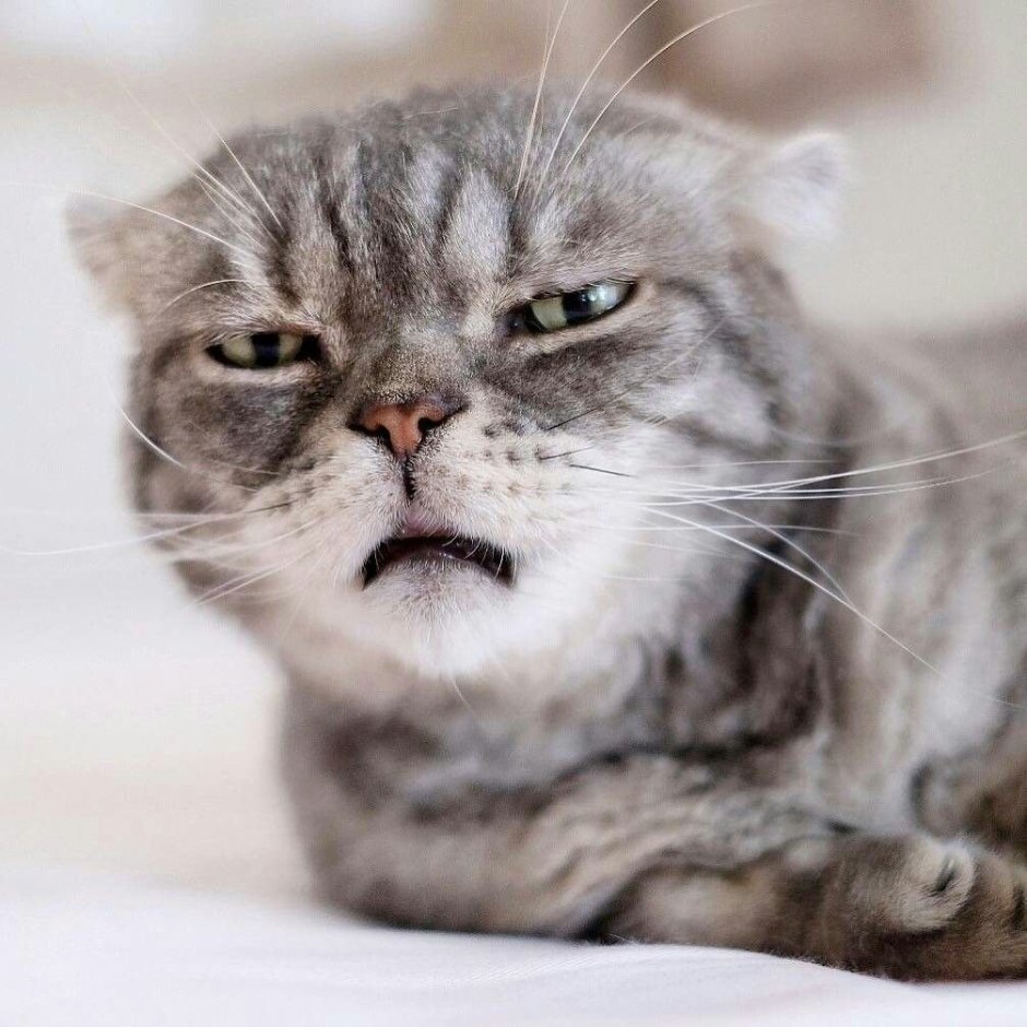 Недовольный милый кот