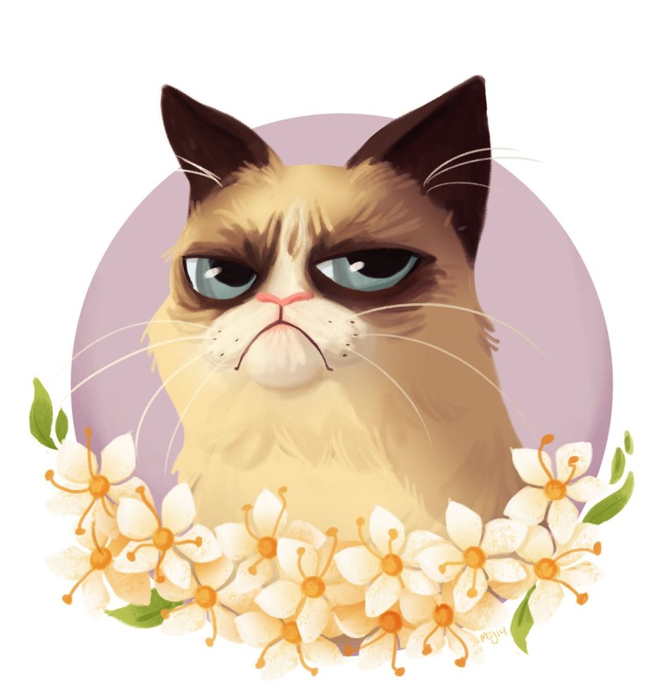 Недовольный кот