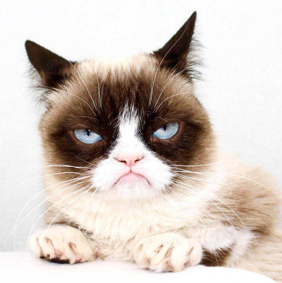 Сердитый кот Grumpy Cat