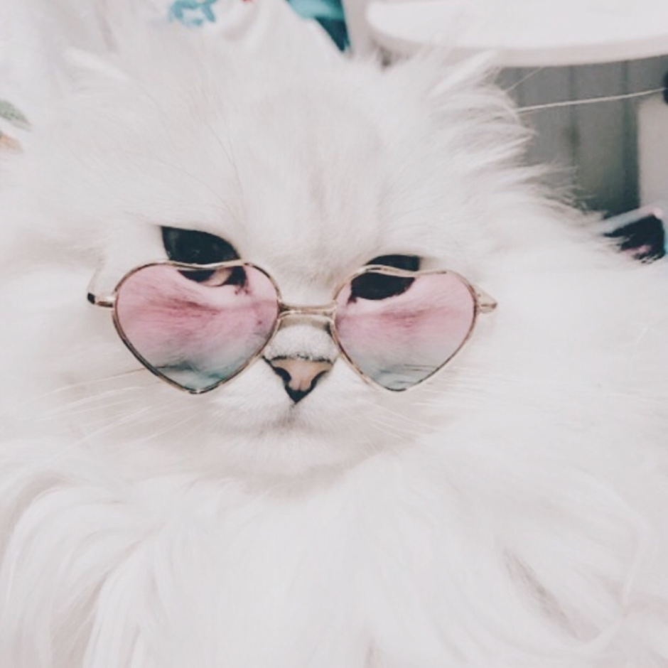 Кот со злой мордой