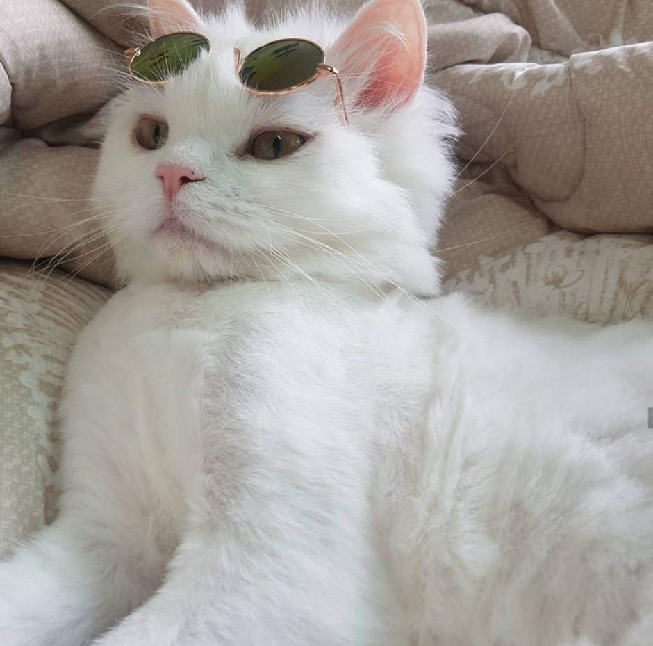 Эстетика кошек