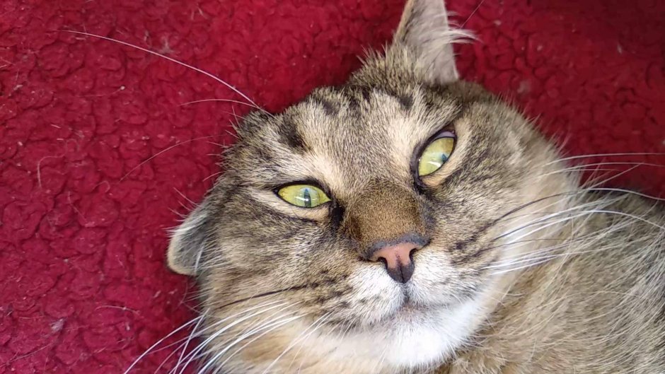 Тупорылый кот