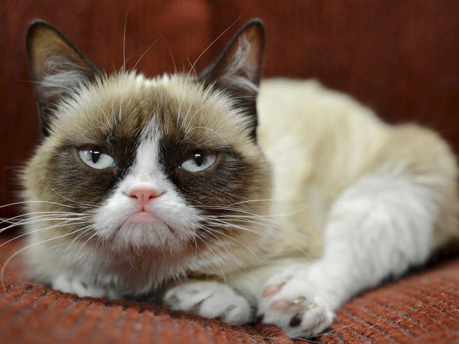 Grumpy Cat порода