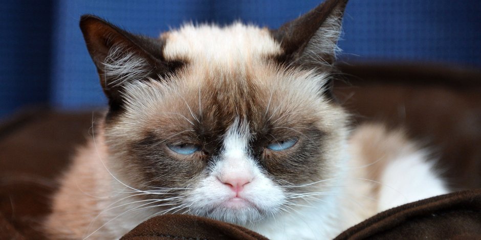 Недовольное животное