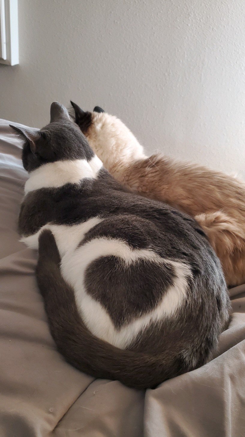 Кот с сердцем на шерсти