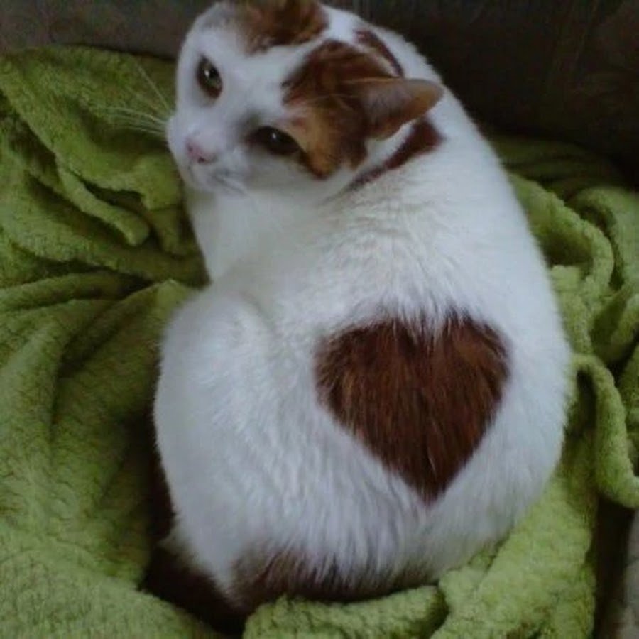 Кот с сердечками на шерсти