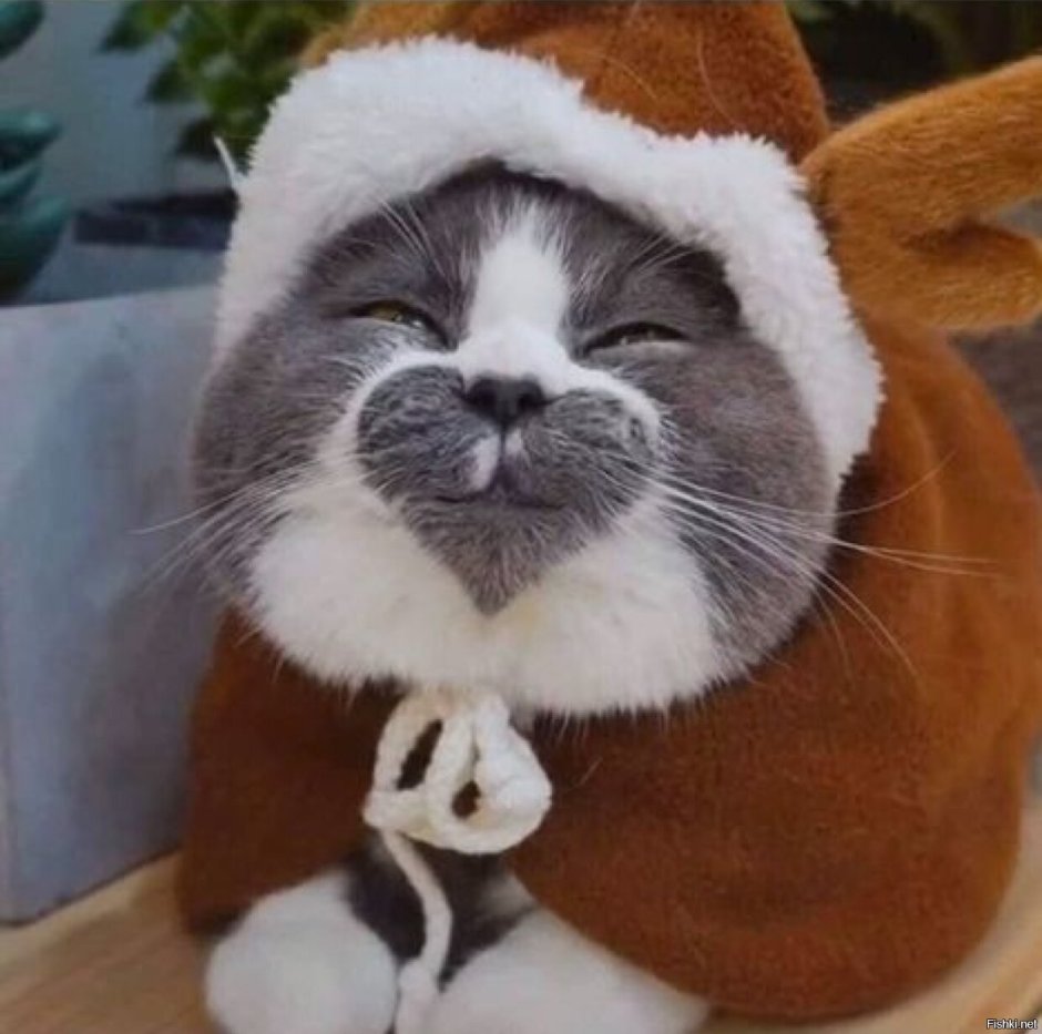 Кот с сердечками на шерсти