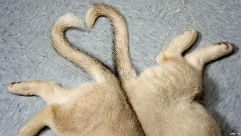 Коты хвосты сердечком