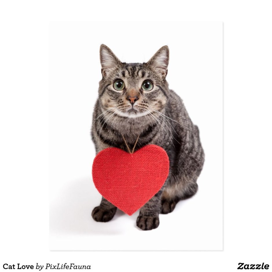 Красное сердце и котик