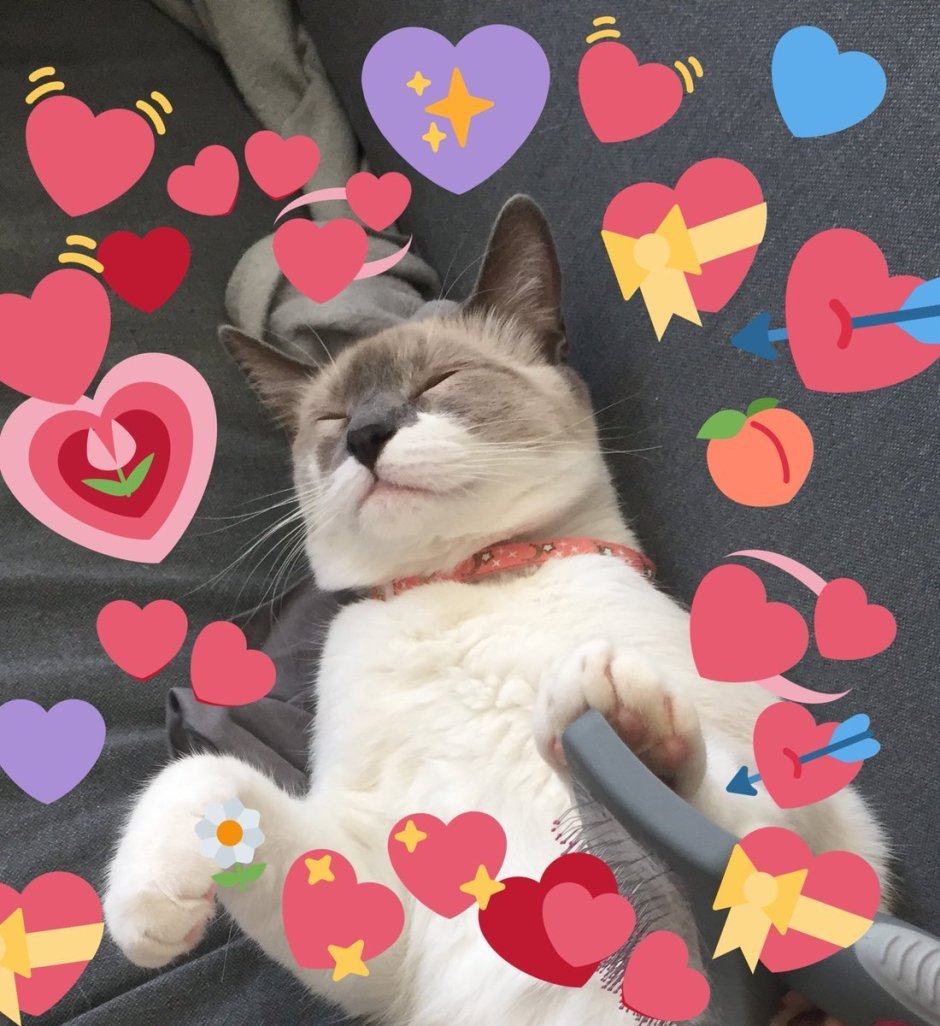 Котик с сердцем