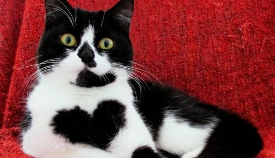 Черный кот и сердце