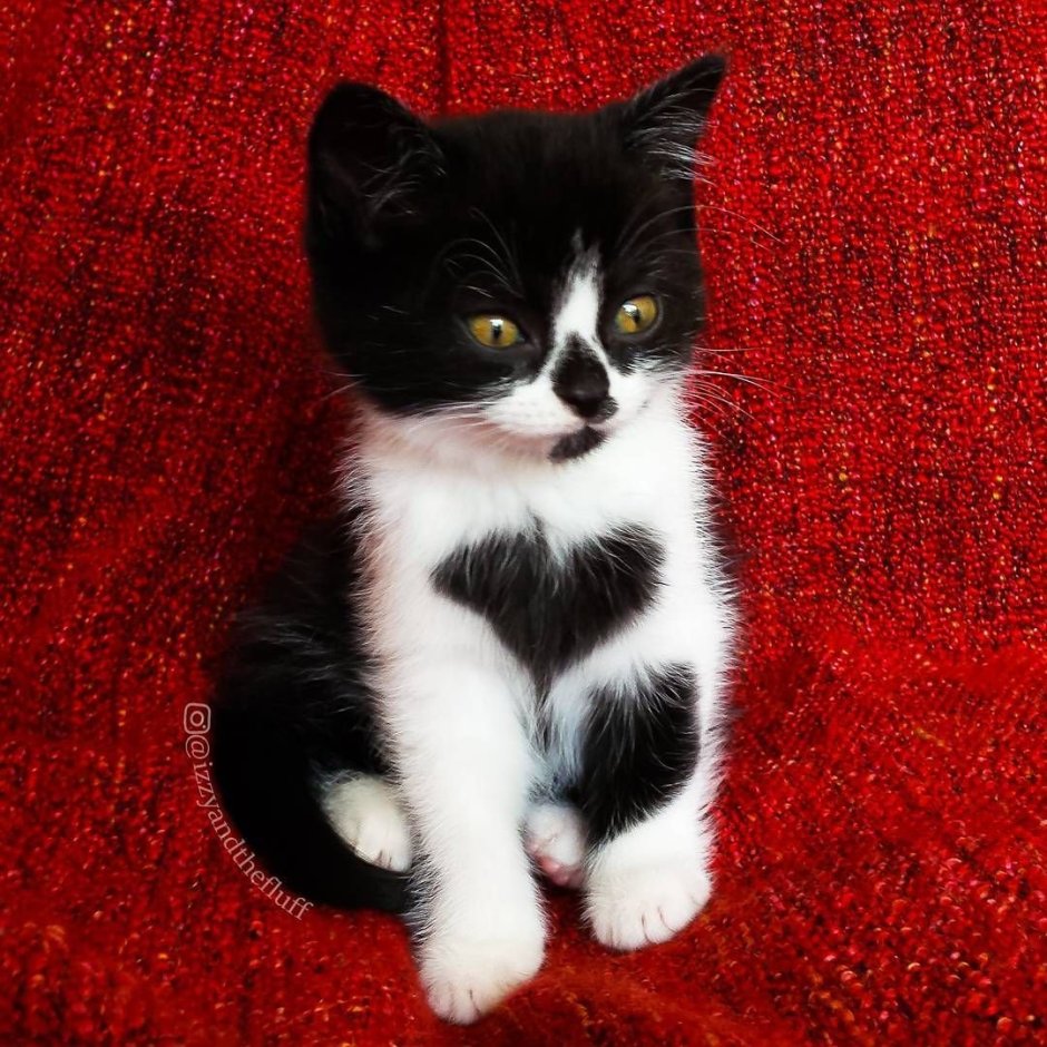 Белый котенок с черными пятнами