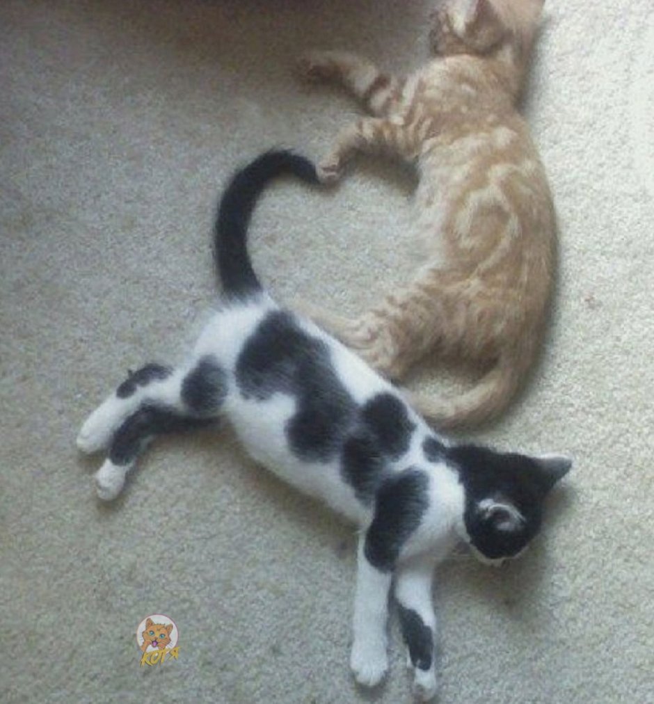 Коты хвосты сердечком