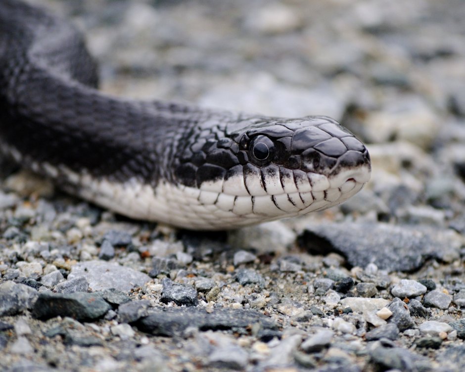 Black rat Snake змея