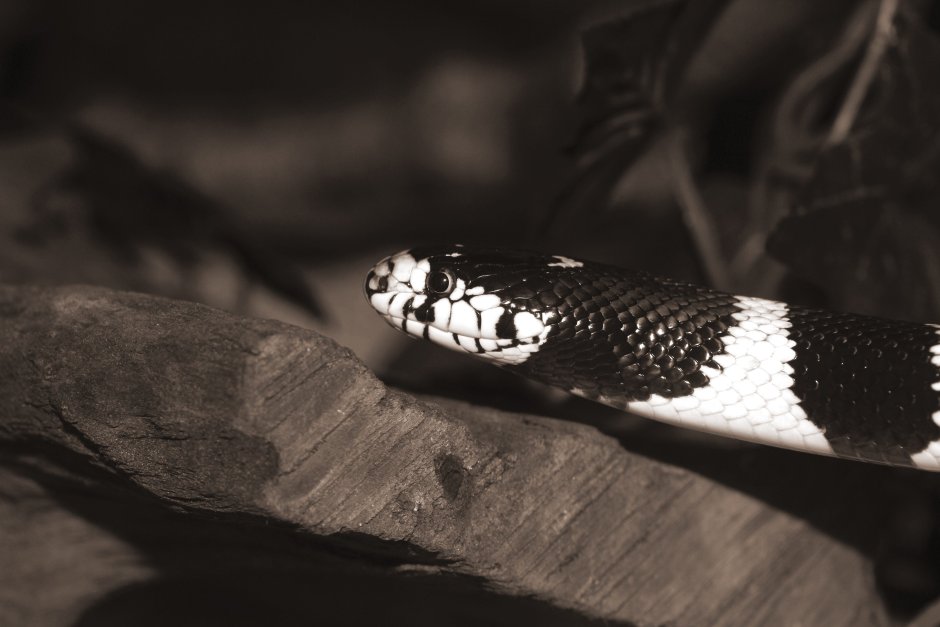 Lampropeltis getula californiae "Banded"