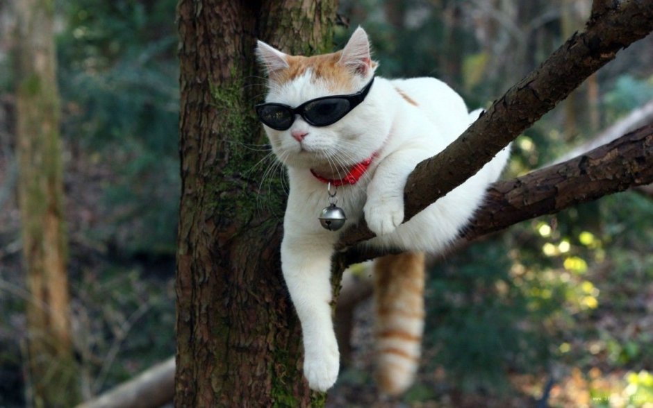 Дурацкий кот