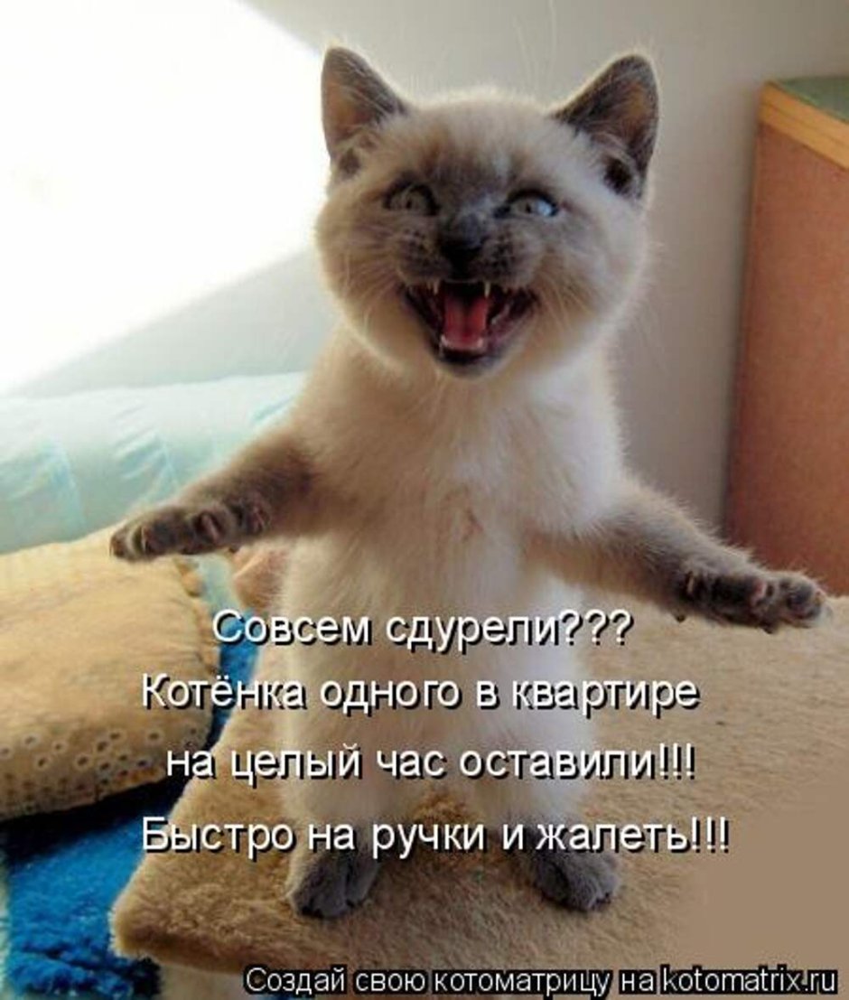 Смешные картинки с котами и надписями для поднятия настроения