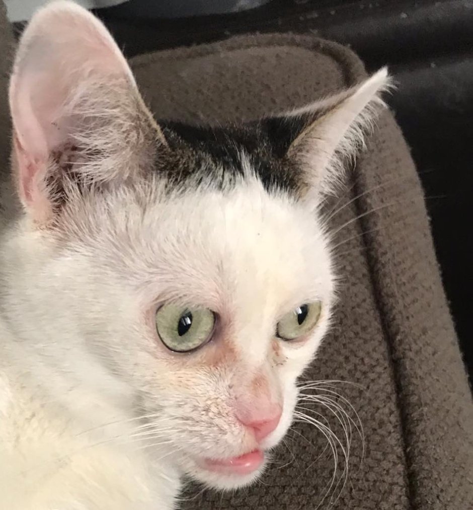 Глупый котик