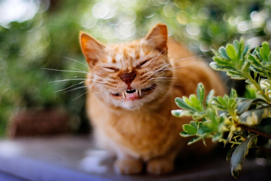 Котенок улыбается