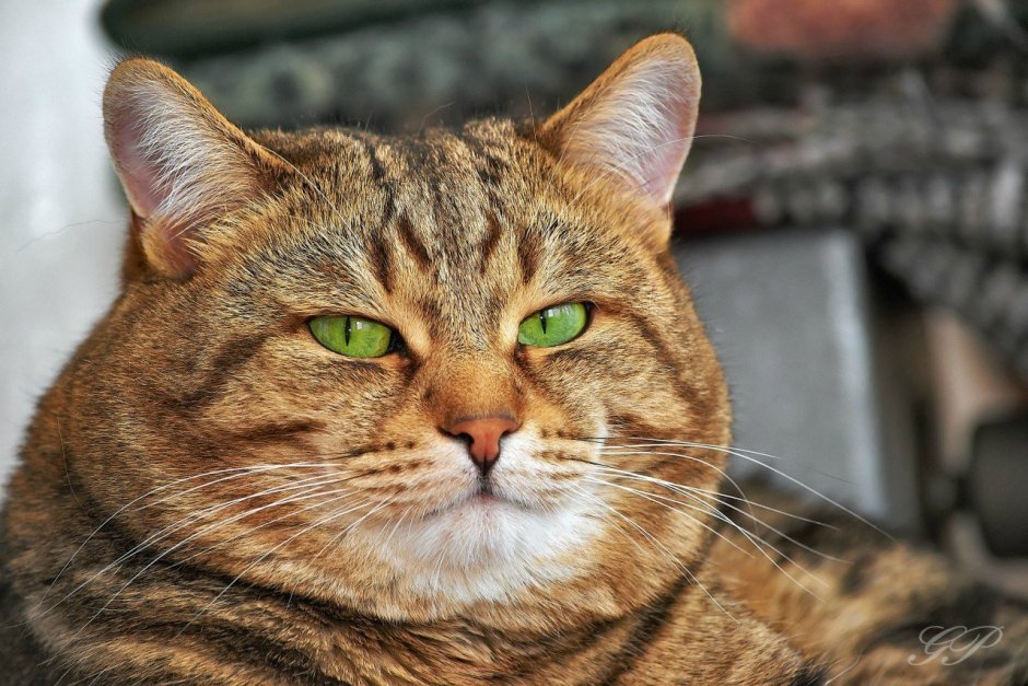 Толстая морда кота